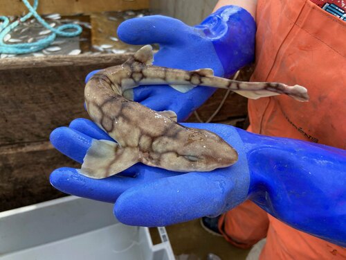 Chain cat shark (Scyliorhinus retifer) — Scyliorhinidae — 2