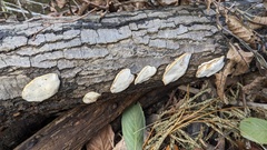 Polyporales