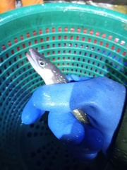 Conger oceanicus