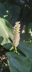 Pontederia sagittata
