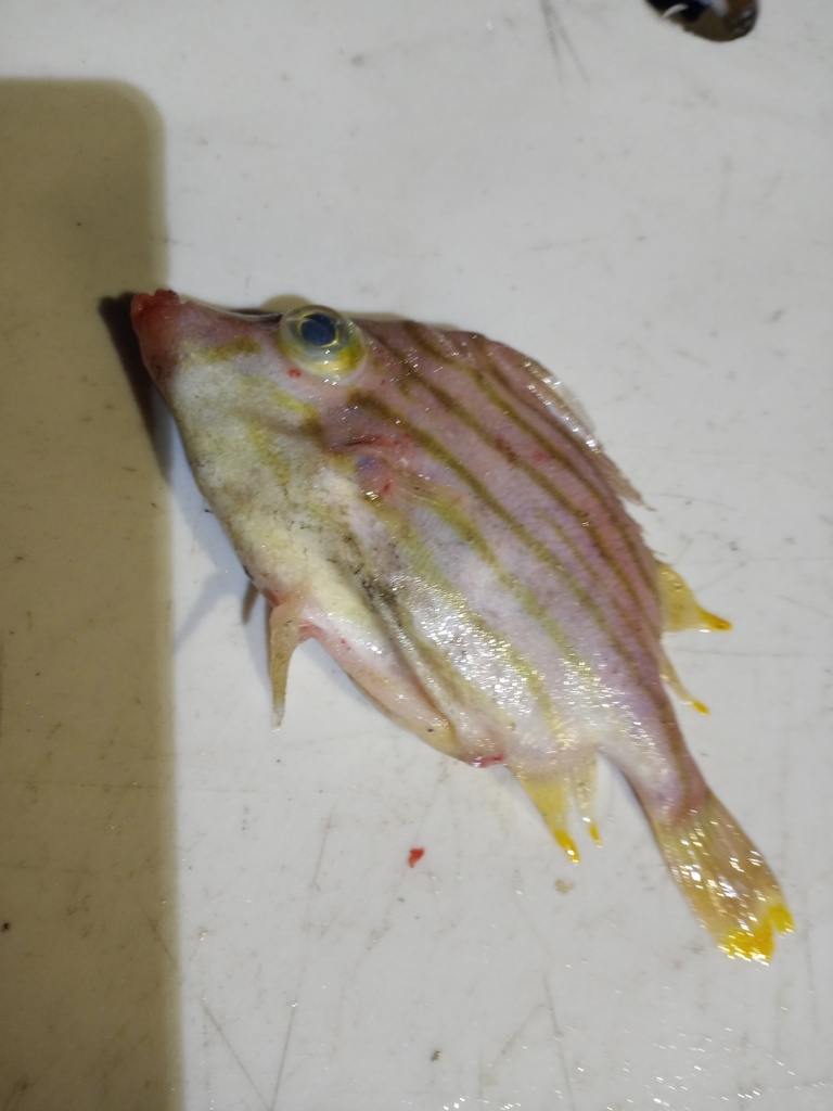 Jambeau (Parahollardia lineata) — Triacanthodidae