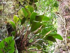 Stelis megachlamys