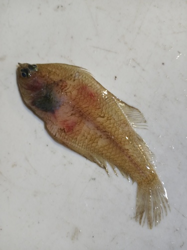 Gulf Stream flounder (Citharichthys arctifrons) — Paralichthyidae — 4