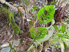 Monstera siltepecana
