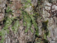 Radulaceae