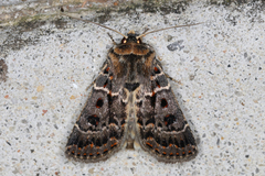 Proteuxoa sanguinipuncta
