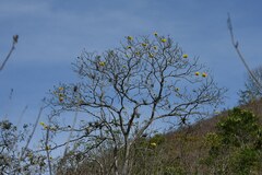 Handroanthus chrysanthus