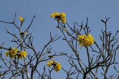 Handroanthus chrysanthus