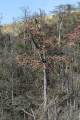 Cavanillesia platanifolia