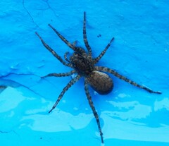 Paratrochosina amica