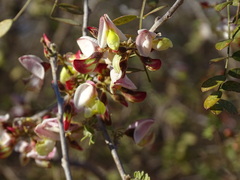 Coursetia glandulosa