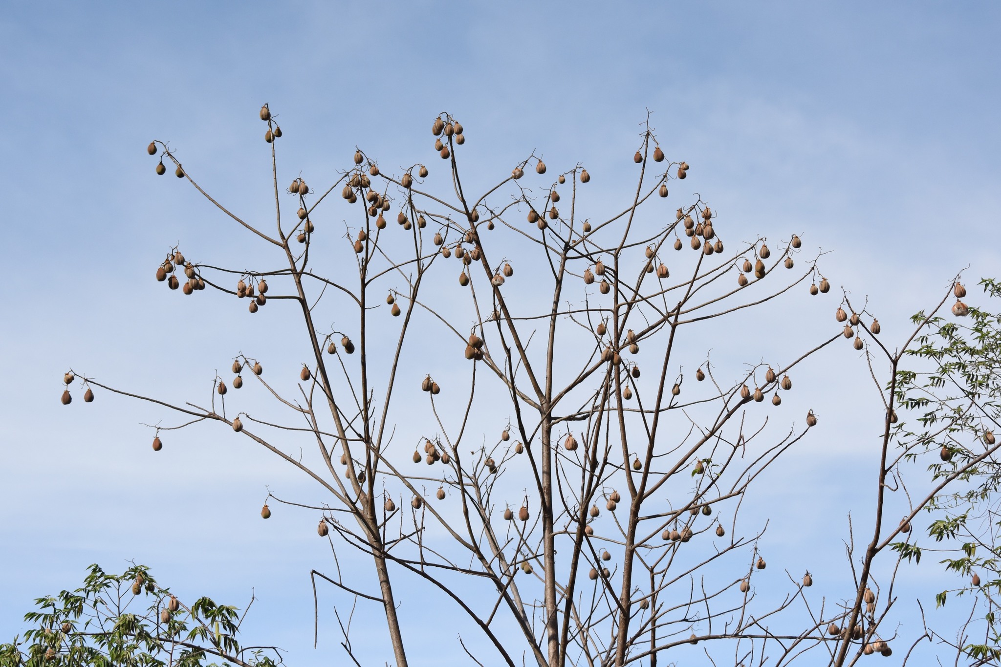 Cochlospermum vitifolium image