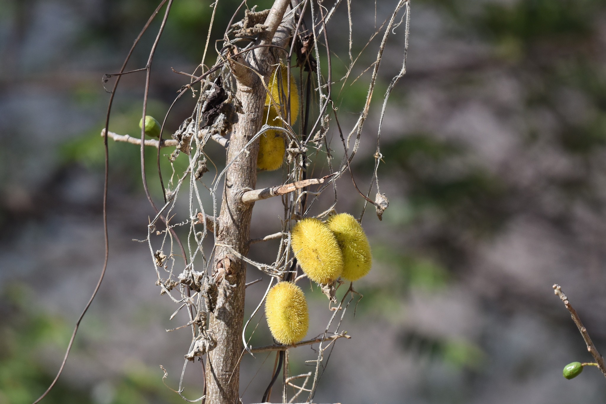 Cucurbitaceae image