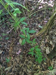 Desmodium uncinatum