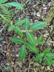 Desmodium uncinatum