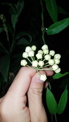 Funastrum