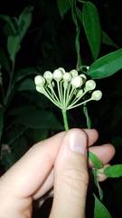 Funastrum