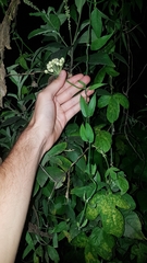 Funastrum