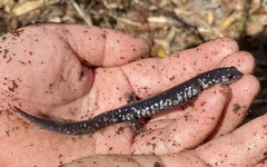 Plethodon ocmulgee