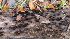 Hymenochaete rubiginosa