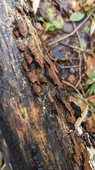 Hymenochaete rubiginosa