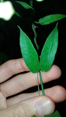 Funastrum