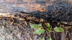 Hymenochaete rubiginosa