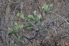 Opuntia quitensis