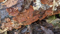 Hymenochaete rubiginosa