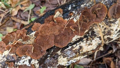 Hymenochaete rubiginosa