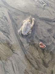 Blepharipoda occidentalis