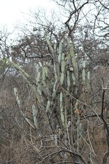 Armatocereus godingianus
