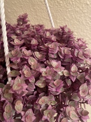 Callisia repens