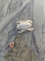 Blepharipoda occidentalis