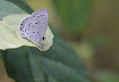 Celastrina lavendularis