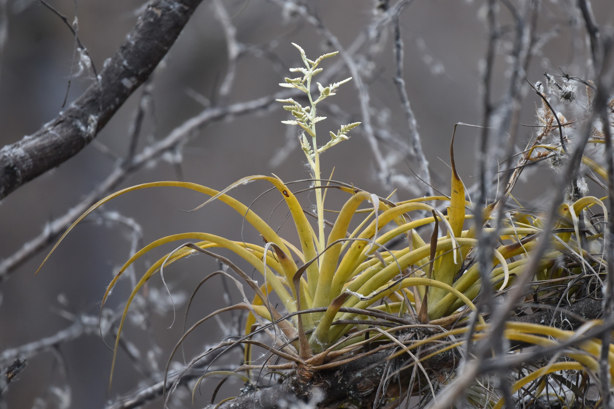 Racinaea multiflora image