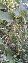 Helicteres