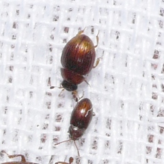Leiodidae