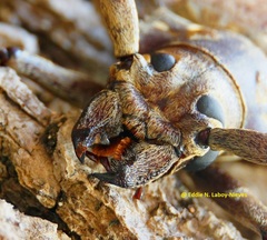 Callipogon proletarius