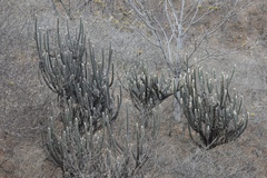 Espostoa lanata