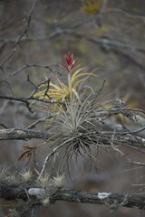 Tillandsia floribunda