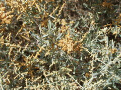 Chenopodium nitrariaceum