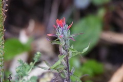 Castilleja arvensis arvensis