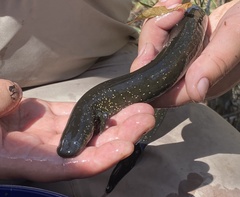 Siren lacertina