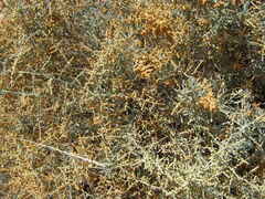 Chenopodium nitrariaceum