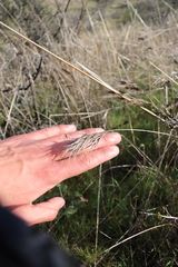 Bromus rubens