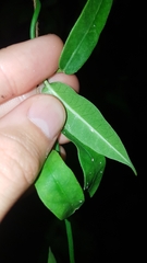 Funastrum