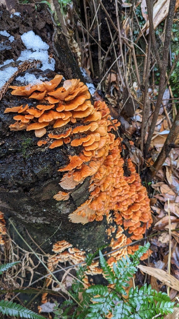 Irpex consors · January 2023 · photo: © atsushi_nakajima_cirque (iNaturalist, cc-by)