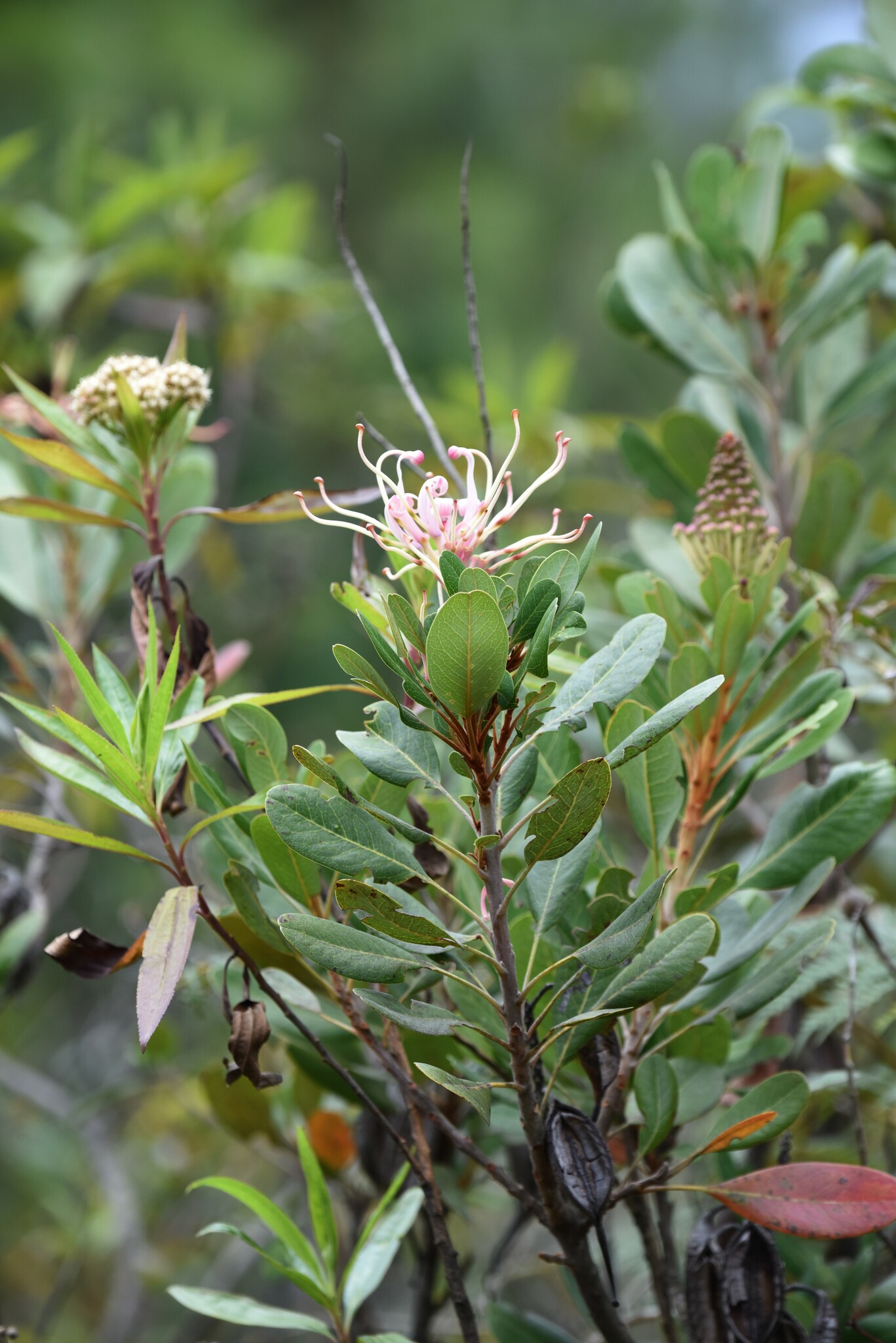 Oreocallis image