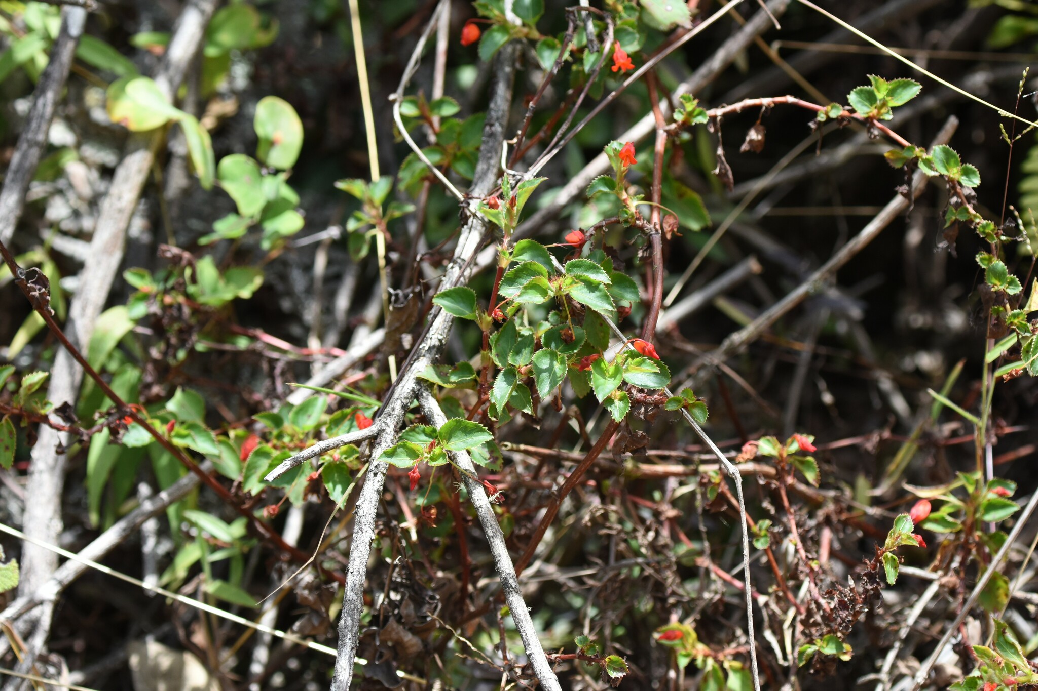Violaceae image